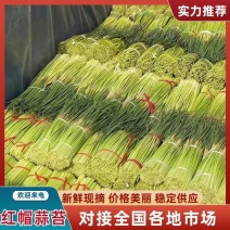 蒜苔/杂交蒜苔/红帽蒜苔/河南优质蒜苔/产地直供/