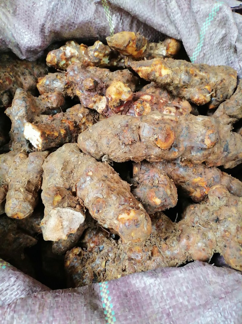 野生白肉土茯苓规格3两以上大土茯苓白肉批发零售