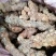 野生白肉土茯苓规格3两以上大土茯苓白肉批发零售