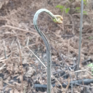 蕨菜蕨苔龙爪蕨贵州野生高原生长当季鲜货上市大货供应