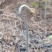 蕨菜蕨苔龙爪蕨贵州野生高原生长当季鲜货上市大货供应