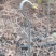 蕨菜蕨苔龙爪蕨贵州野生高原生长当季鲜货上市大货供应
