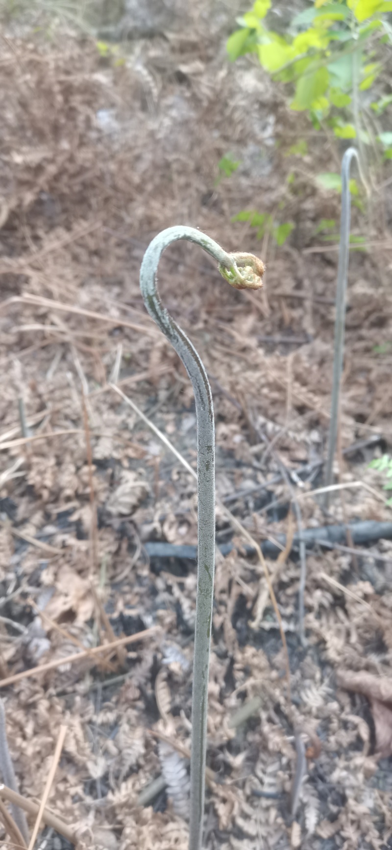 蕨菜蕨苔龙爪蕨贵州野生高原生长当季鲜货上市大货供应