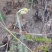 蕨菜蕨苔龙爪蕨贵州野生高原生长当季鲜货上市大货供应
