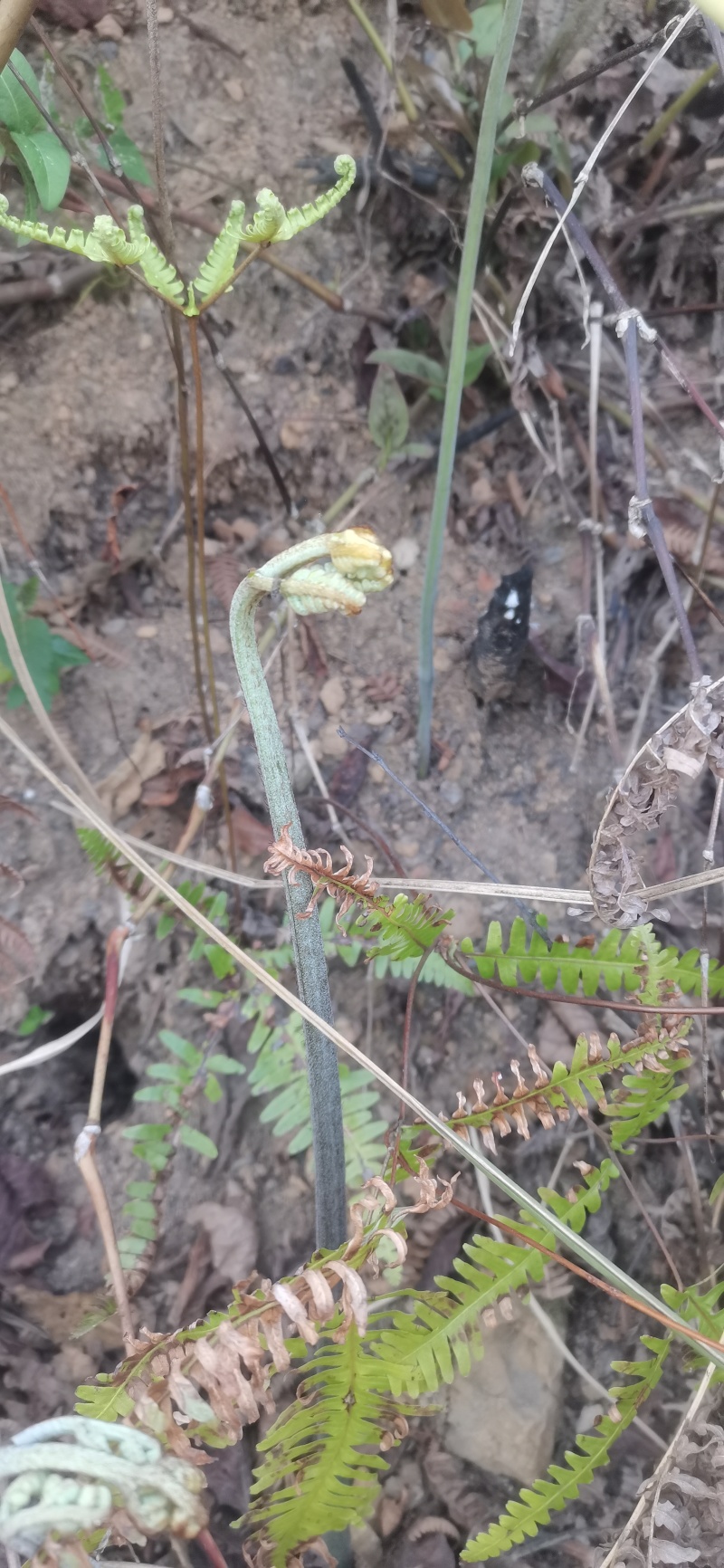 蕨菜蕨苔龙爪蕨贵州野生高原生长当季鲜货上市大货供应