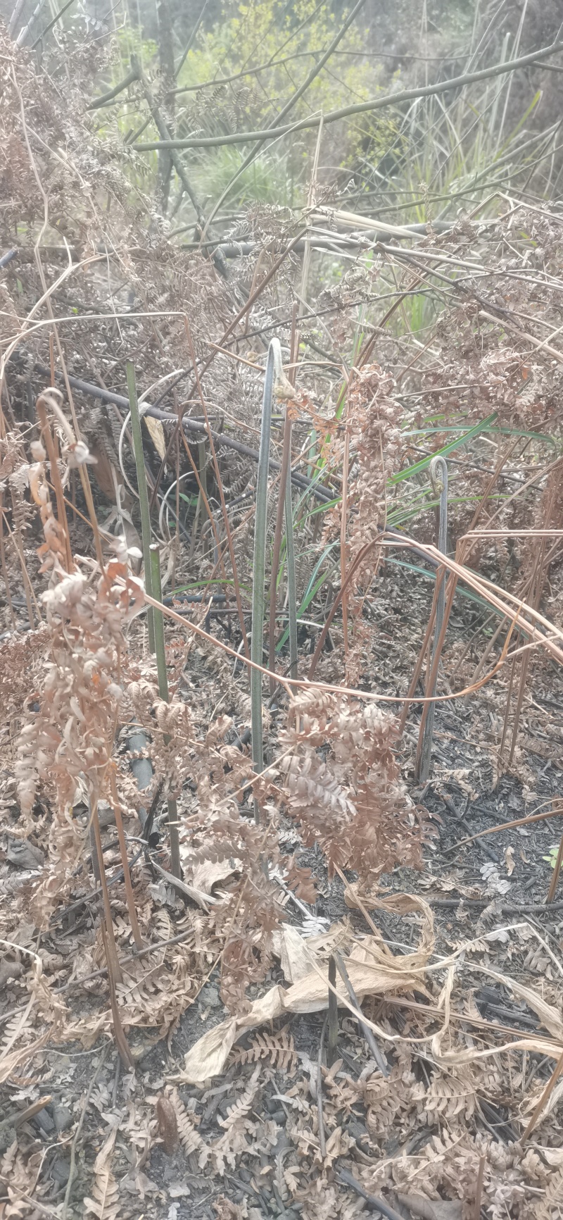 蕨菜蕨苔龙爪蕨贵州野生高原生长当季鲜货上市大货供应