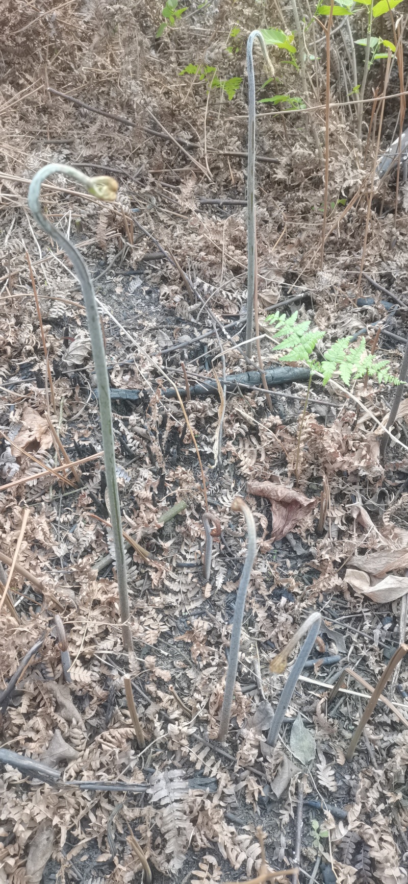 蕨菜蕨苔龙爪蕨贵州野生高原生长当季鲜货上市大货供应