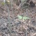 蕨菜蕨苔龙爪蕨贵州野生高原生长当季鲜货上市大货供应