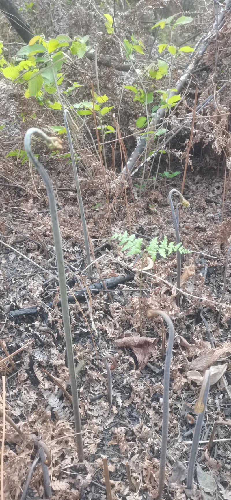 蕨菜蕨苔龙爪蕨贵州野生高原生长当季鲜货上市大货供应