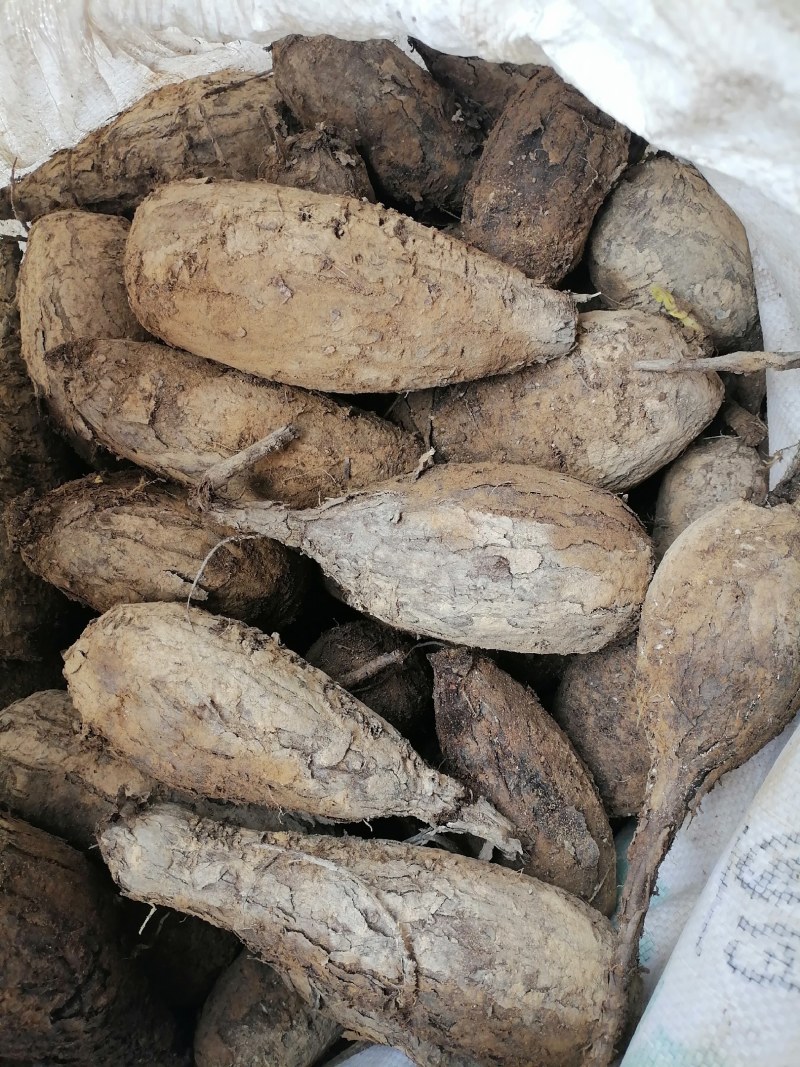 地老鼠，紫茉莉根，质量保证量大价优产地直销