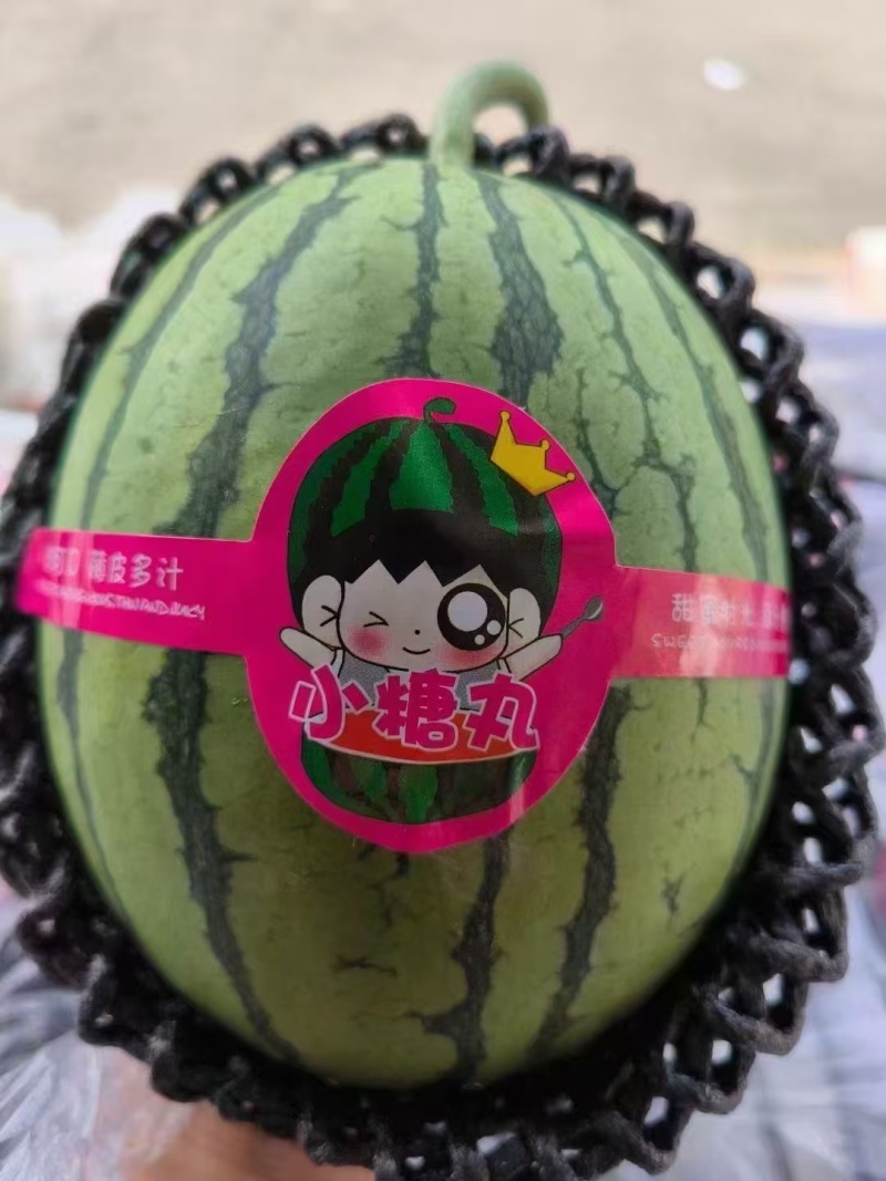 安徽砀山产区小糖丸西瓜上市，大量现货，价位不高，保质保量