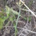 蕨菜蕨苔龙爪蕨贵州野生高原生长当季鲜货上市大货供应
