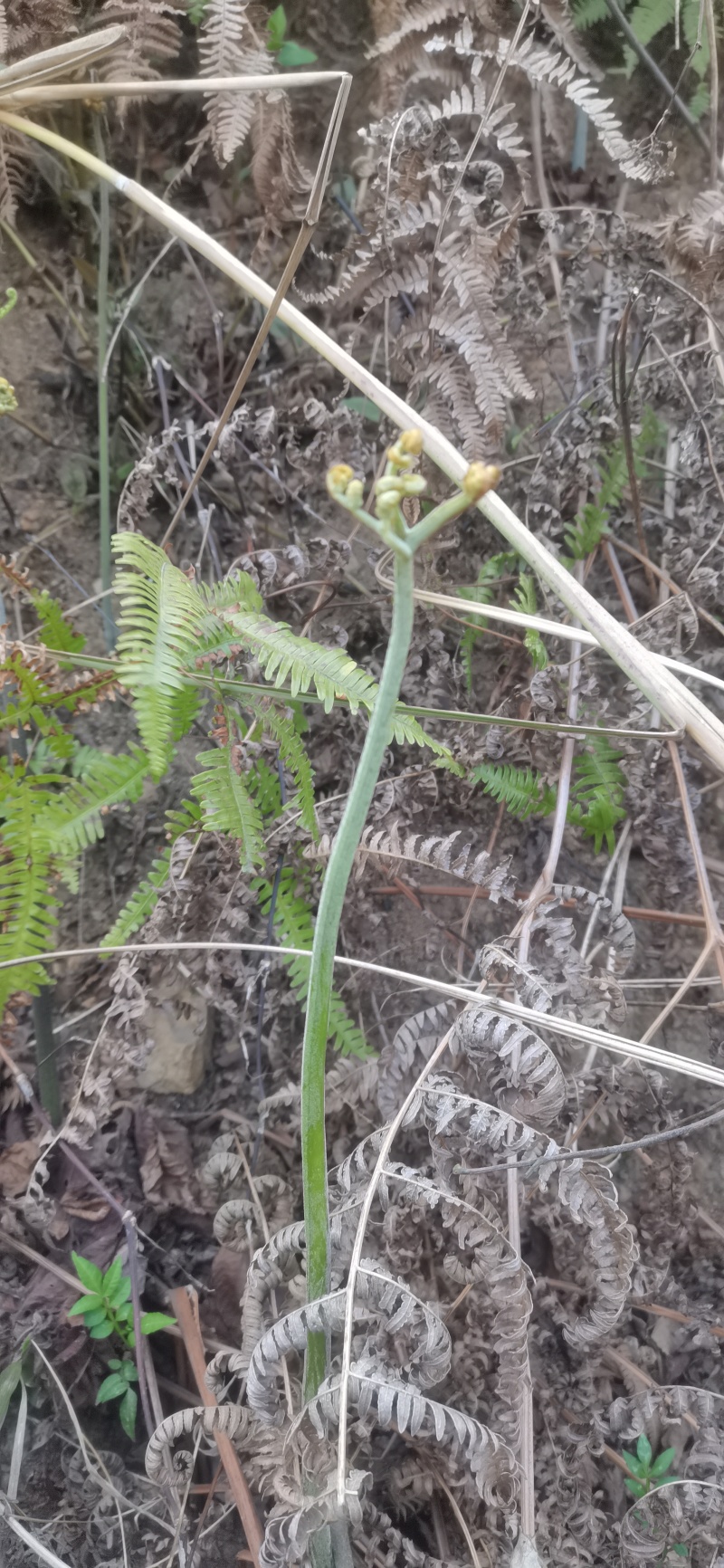 蕨菜蕨苔龙爪蕨贵州野生高原生长当季鲜货上市大货供应