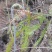 蕨菜蕨苔龙爪蕨贵州野生高原生长当季鲜货上市大货供应
