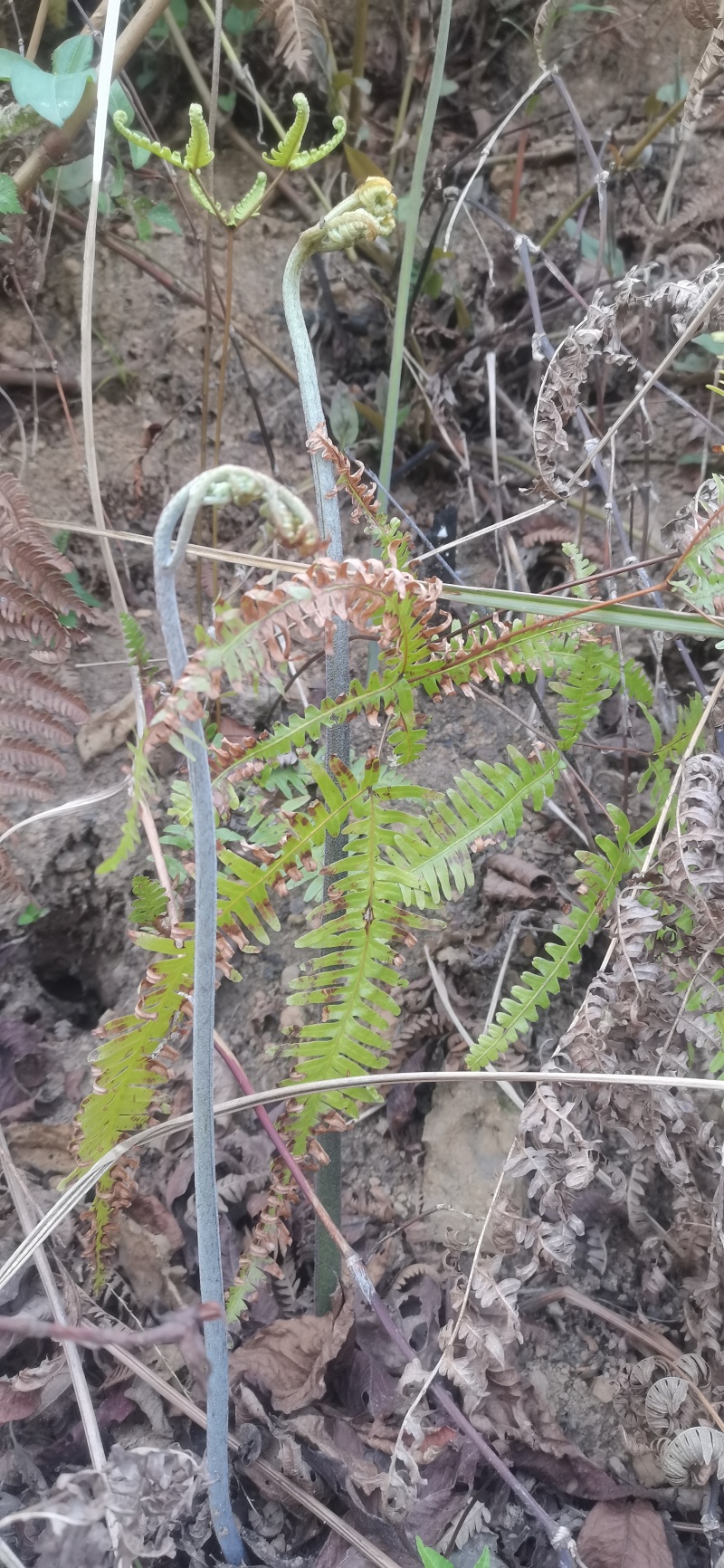 蕨菜蕨苔龙爪蕨贵州野生高原生长当季鲜货上市大货供应