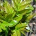 陕西大棚香椿4月实拍，持续稳定供应新鲜油亮红油香椿嫩芽