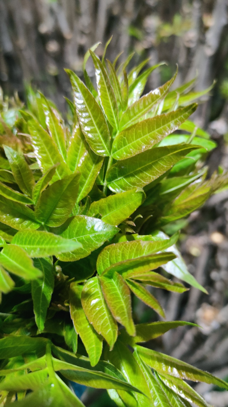陕西大棚香椿4月实拍，持续稳定供应新鲜油亮红油香椿嫩芽