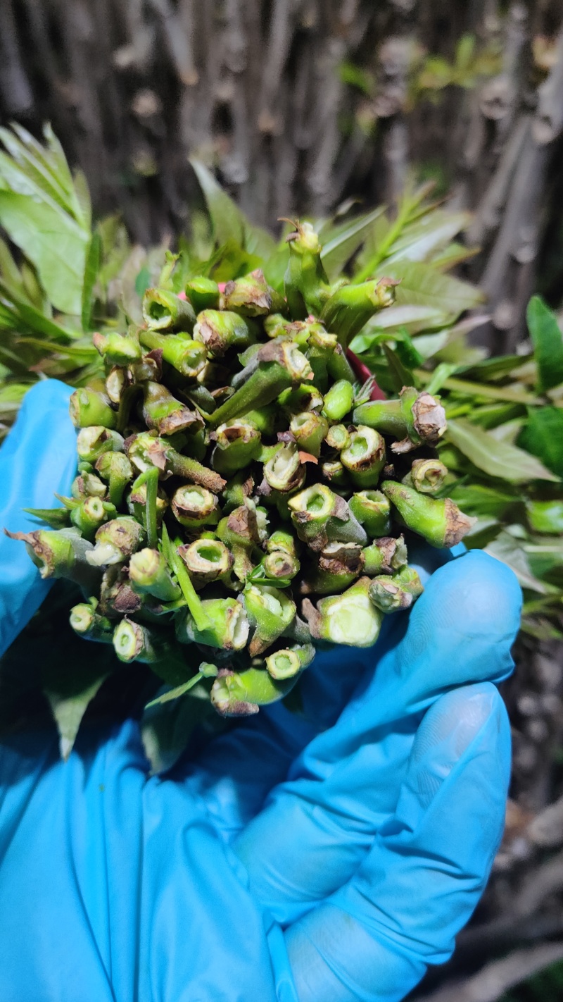 陕西大棚香椿4月实拍，持续稳定供应新鲜油亮红油香椿嫩芽