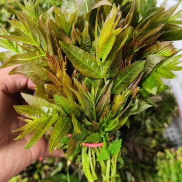 陕西大棚香椿4月实拍，持续稳定供应新鲜油亮红油香椿嫩芽