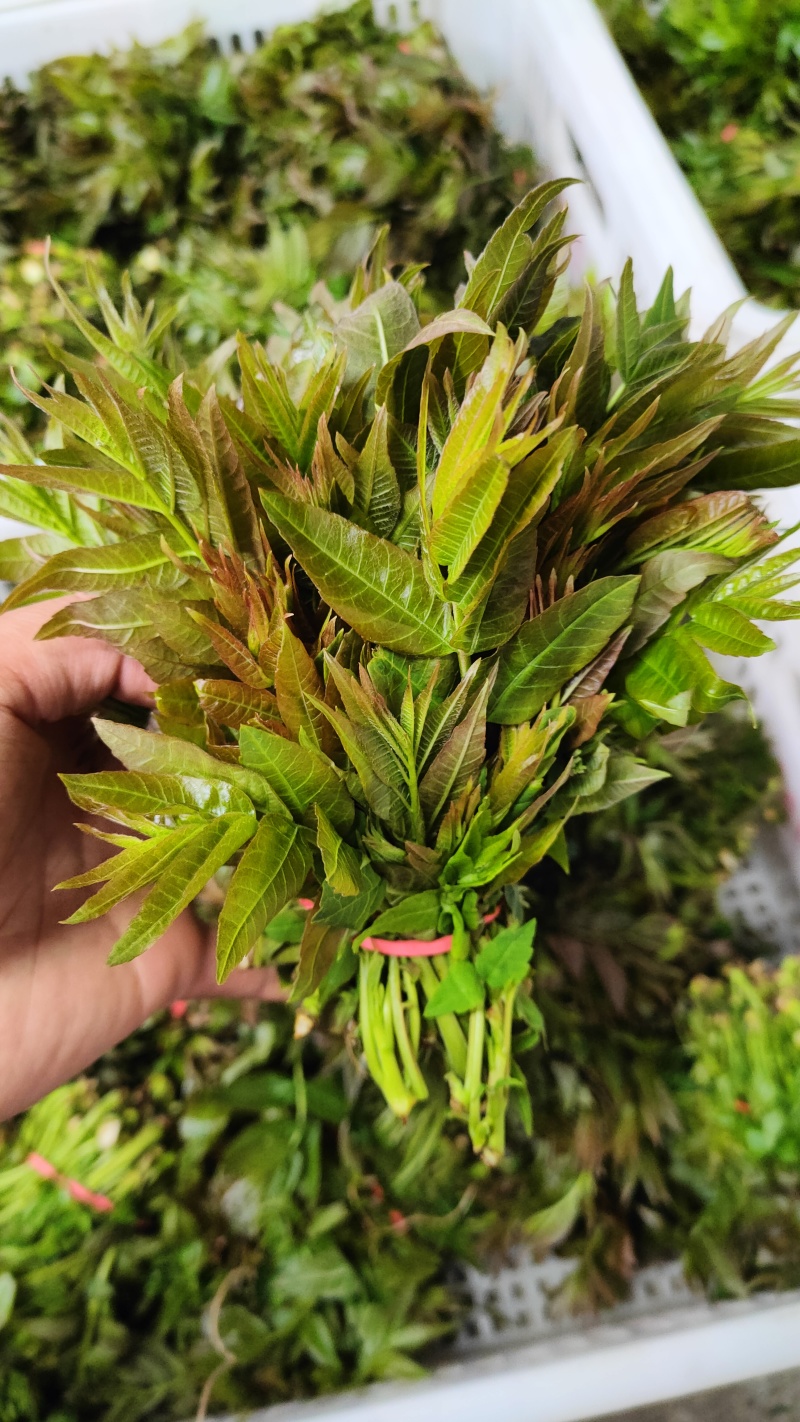 陕西大棚香椿4月实拍，持续稳定供应新鲜油亮红油香椿嫩芽