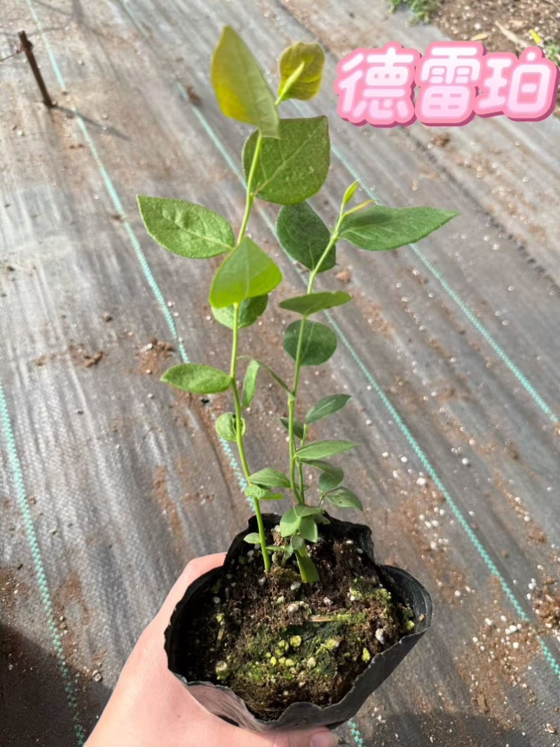 25，11，F6，德雷珀，杜克蓝莓苗