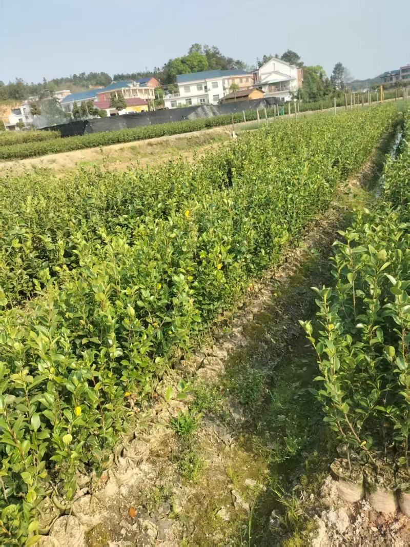 油茶苗山油茶苗苗木种苗苗木种苗产地直供量大优惠