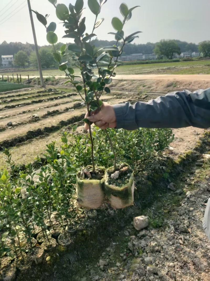 油茶苗山油茶苗苗木种苗苗木种苗产地直供量大优惠