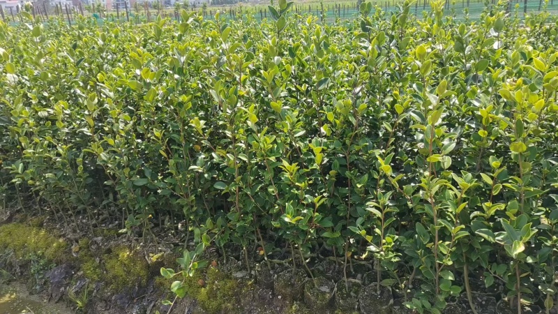 油茶苗山油茶苗苗木种苗苗木种苗产地直供量大优惠