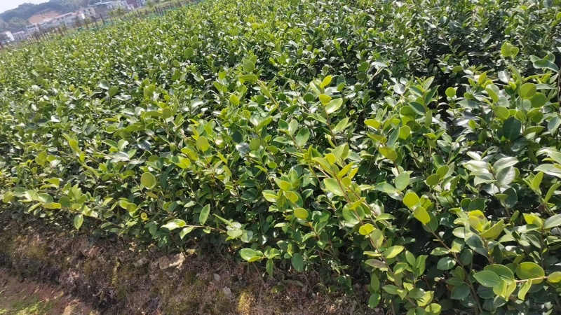 油茶苗山油茶苗苗木种苗苗木种苗产地直供量大优惠