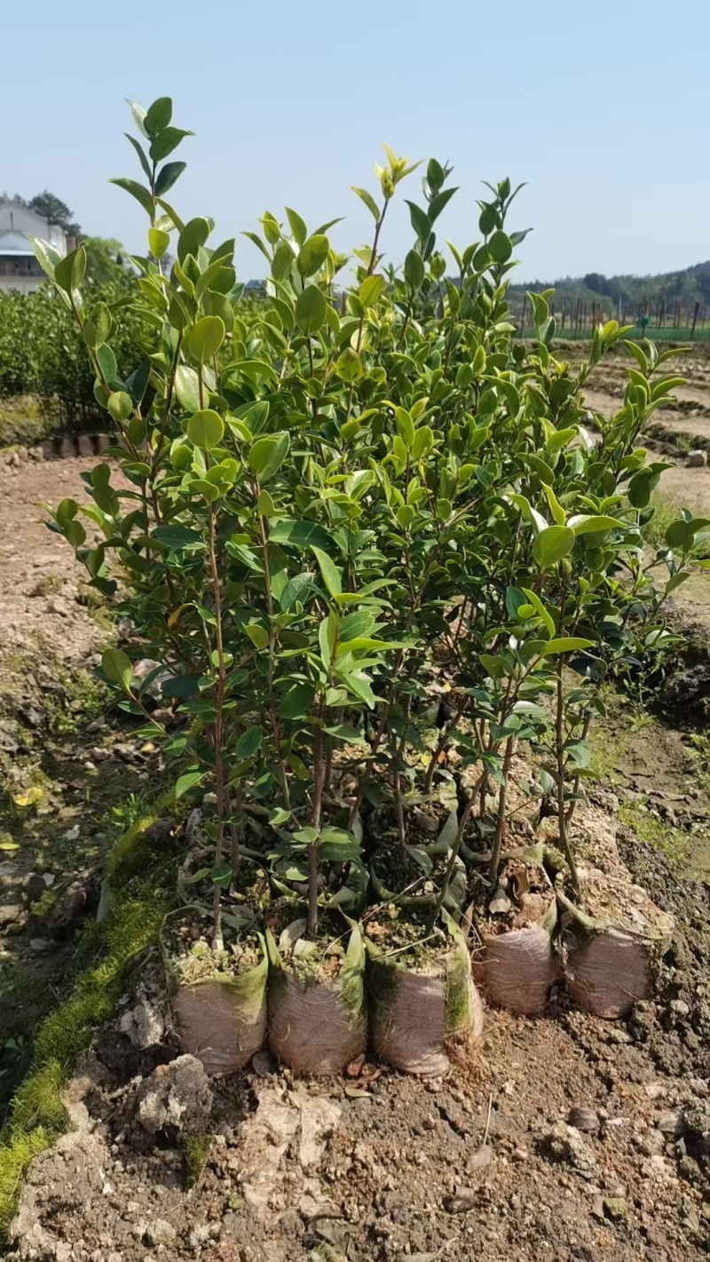 油茶苗山油茶苗苗木种苗苗木种苗产地直供量大优惠