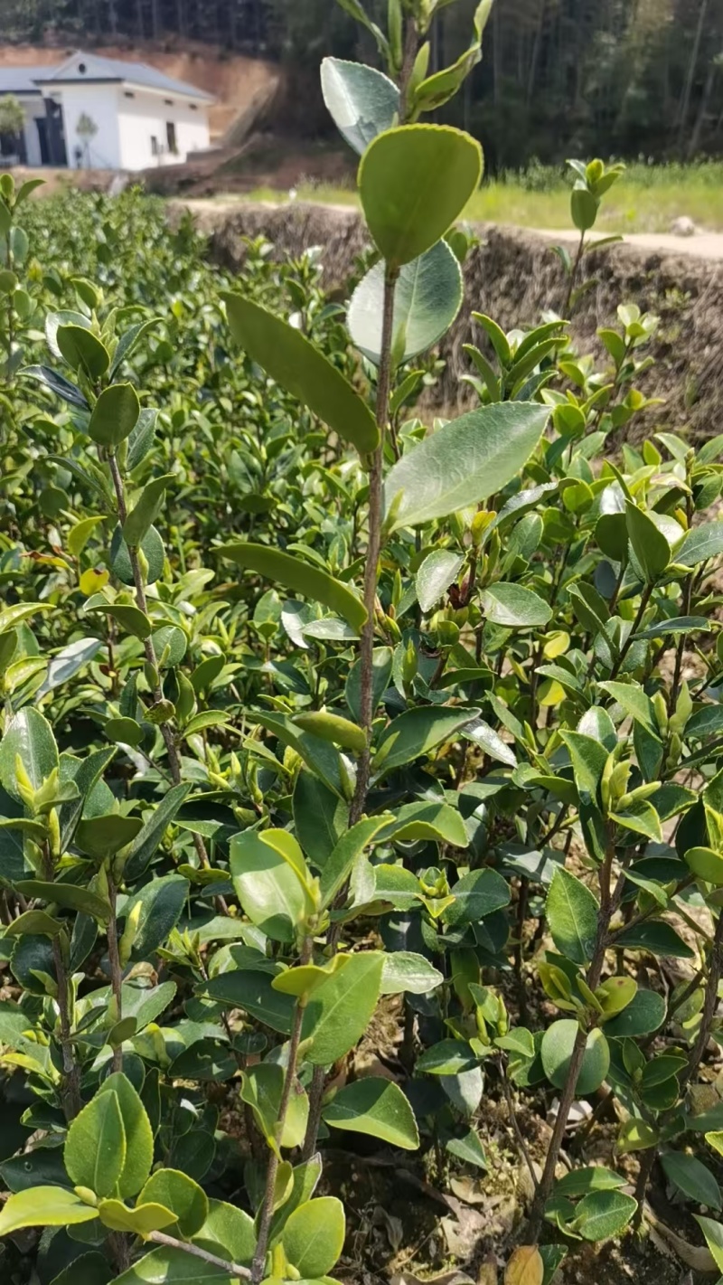油茶苗山油茶苗苗木种苗苗木种苗产地直供量大优惠