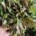 陕西大棚香椿4月实拍，持续稳定供应新鲜油亮红油香椿嫩芽