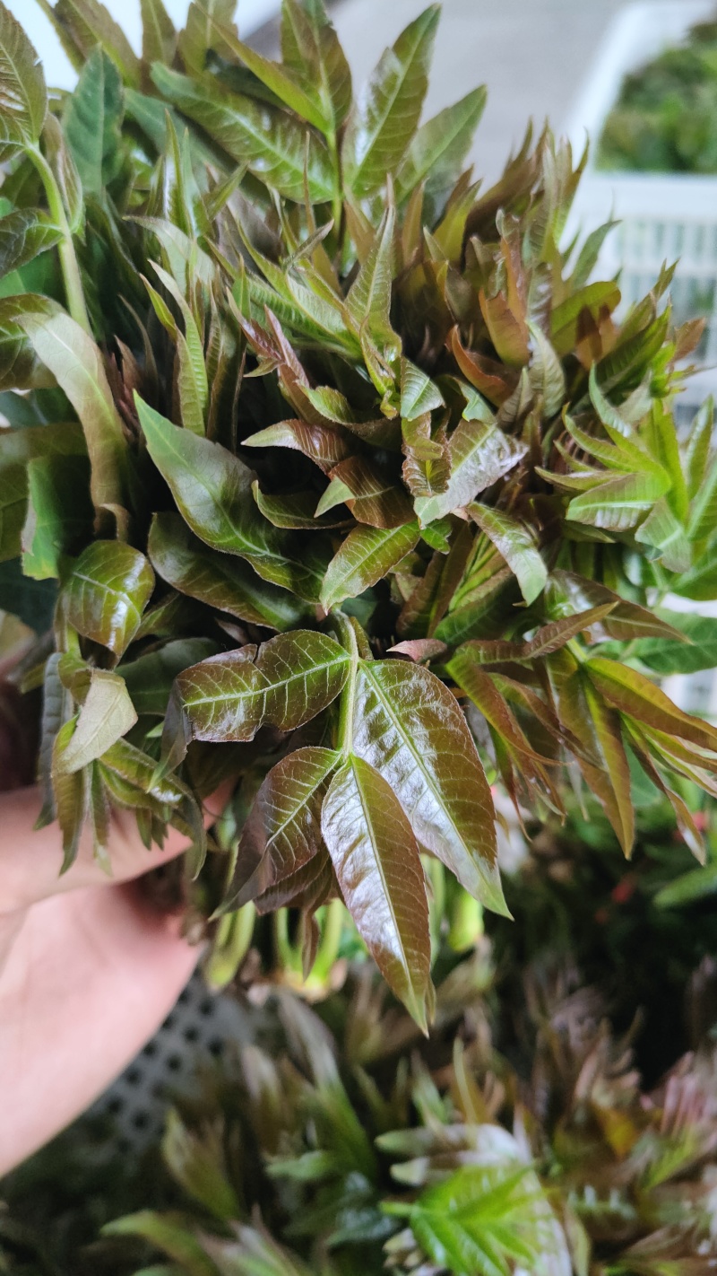 陕西大棚香椿4月实拍，持续稳定供应新鲜油亮红油香椿嫩芽