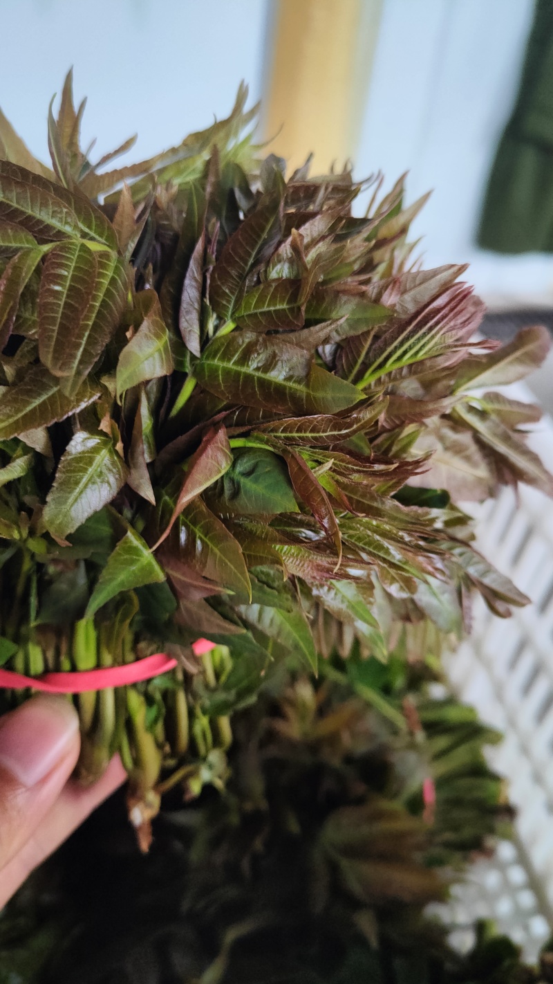 陕西大棚香椿4月实拍，持续稳定供应新鲜油亮红油香椿嫩芽