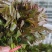 陕西大棚香椿4月实拍，持续稳定供应新鲜油亮红油香椿嫩芽