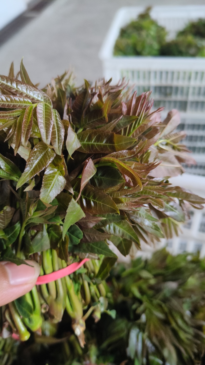 陕西大棚香椿4月实拍，持续稳定供应新鲜油亮红油香椿嫩芽