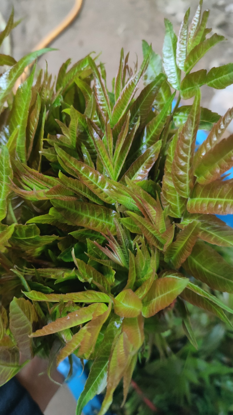 陕西大棚香椿4月实拍，持续稳定供应新鲜油亮红油香椿嫩芽