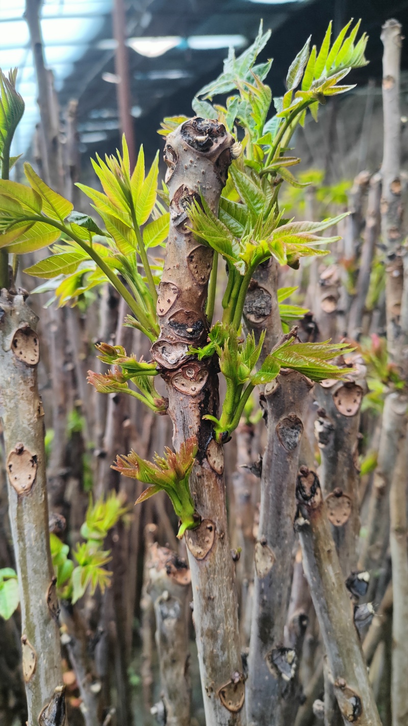 陕西大棚香椿4月实拍，持续稳定供应新鲜油亮红油香椿嫩芽