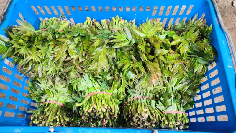 陕西大棚香椿4月实拍，持续稳定供应新鲜油亮红油香椿嫩芽