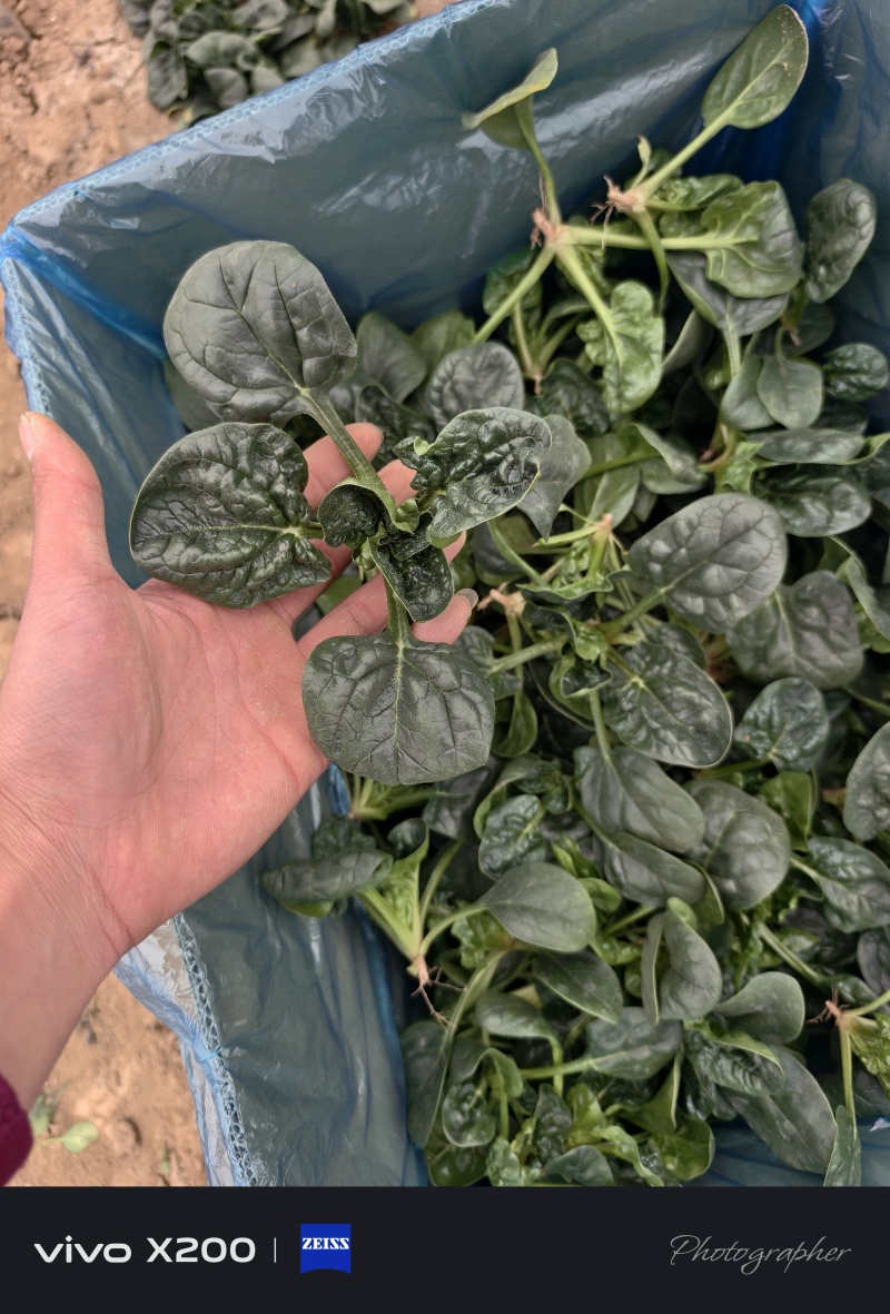 精品趴地菠菜，大量供应，产地直发，诚信经营，支持各种包装