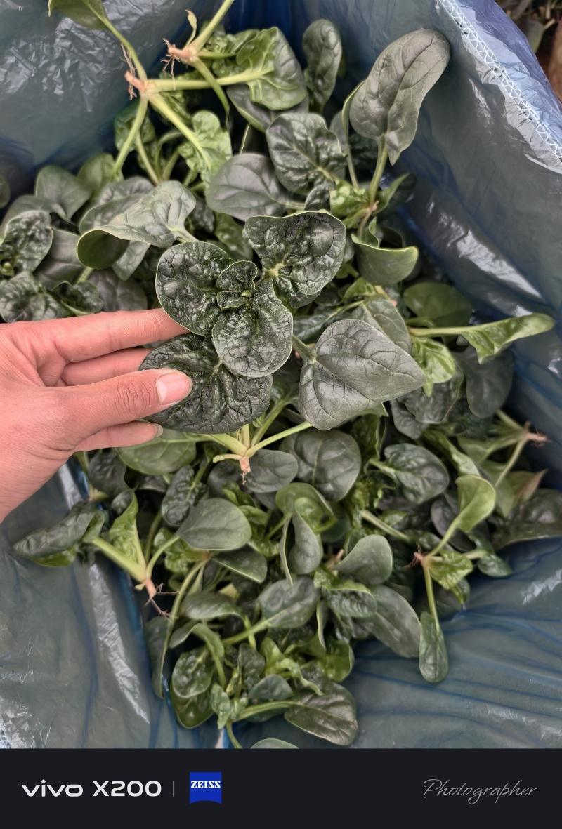 精品趴地菠菜，大量供应，产地直发，诚信经营，支持各种包装