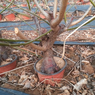 5年生梅花桩，长势旺盛，