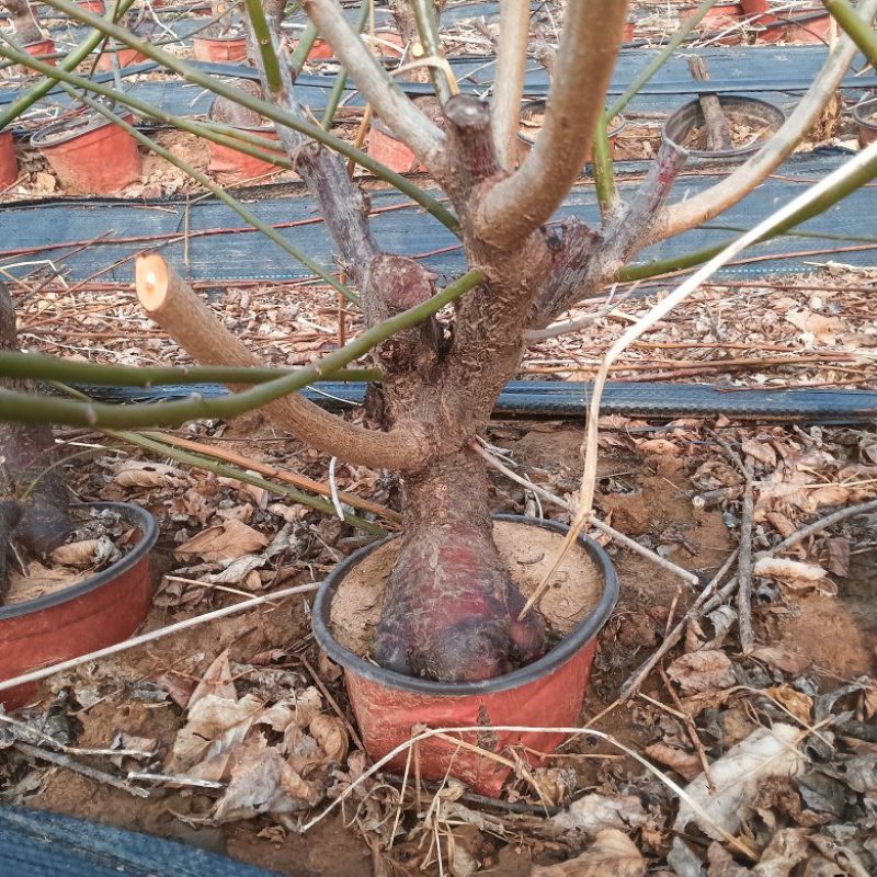 5年生梅花桩，长势旺盛，