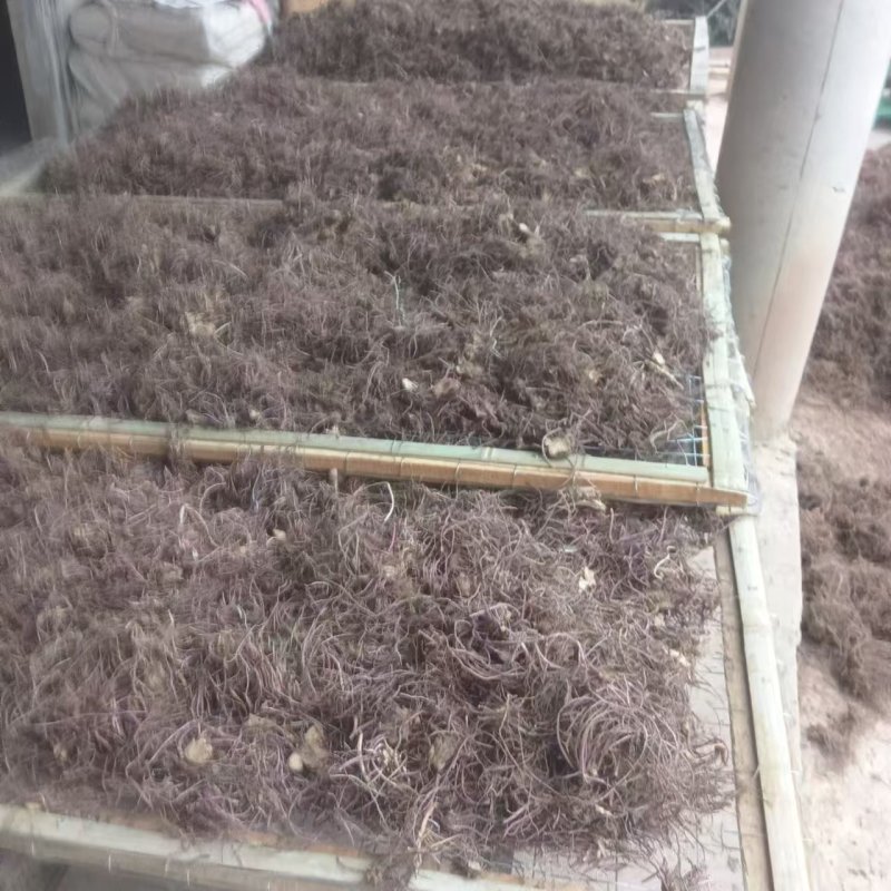 紫菀干货