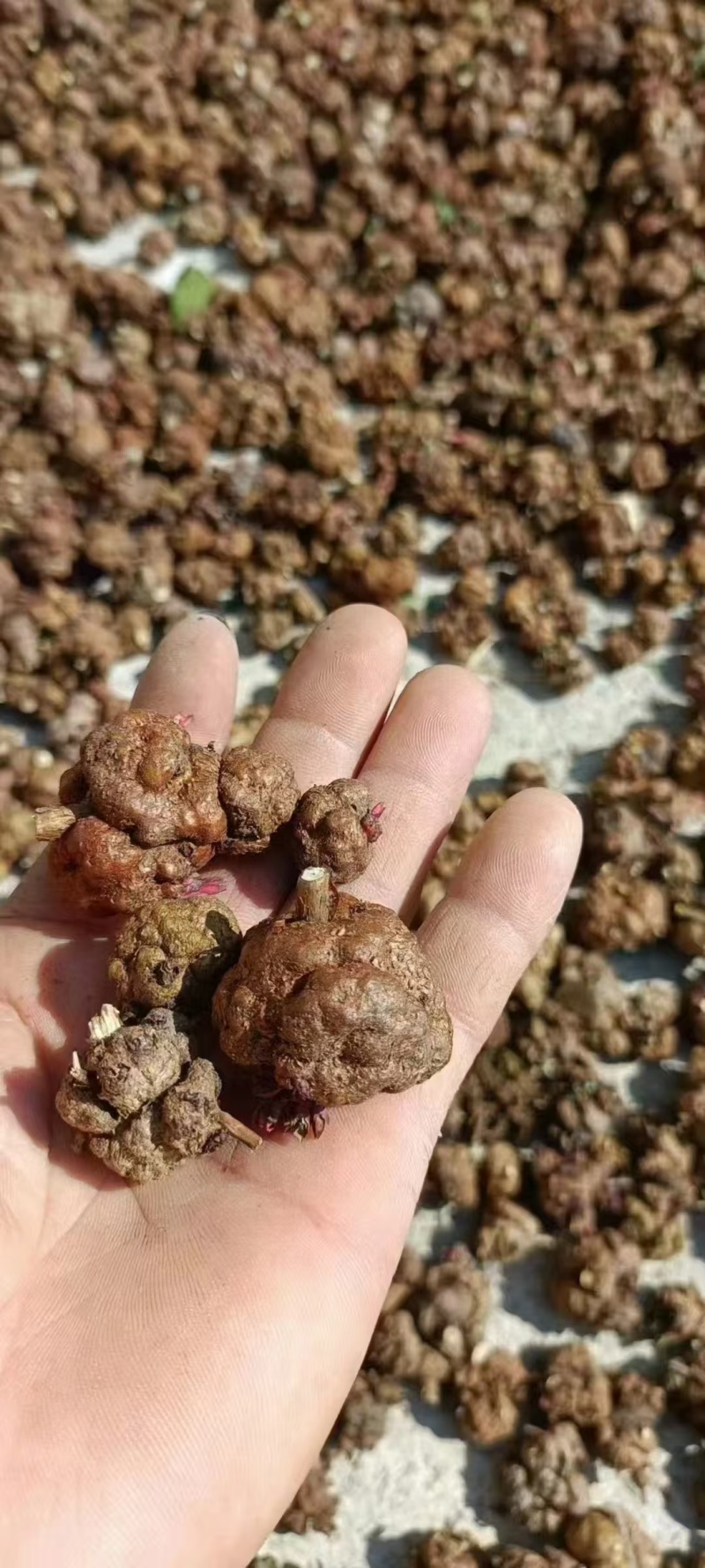 消瘤果！！！！！！！！！！！！云南产地直销