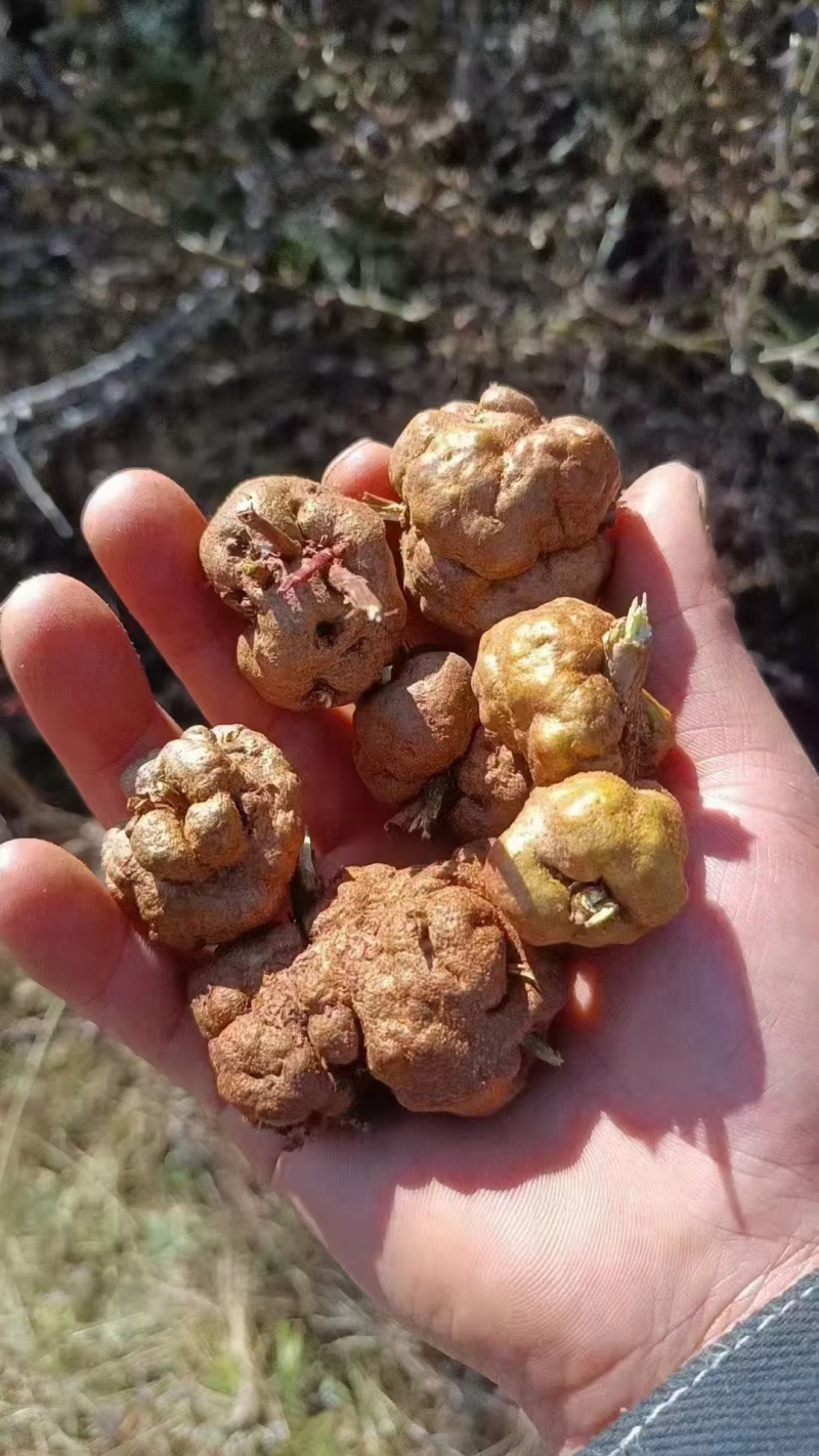 消瘤果！！！！！！！！！！！！云南产地直销