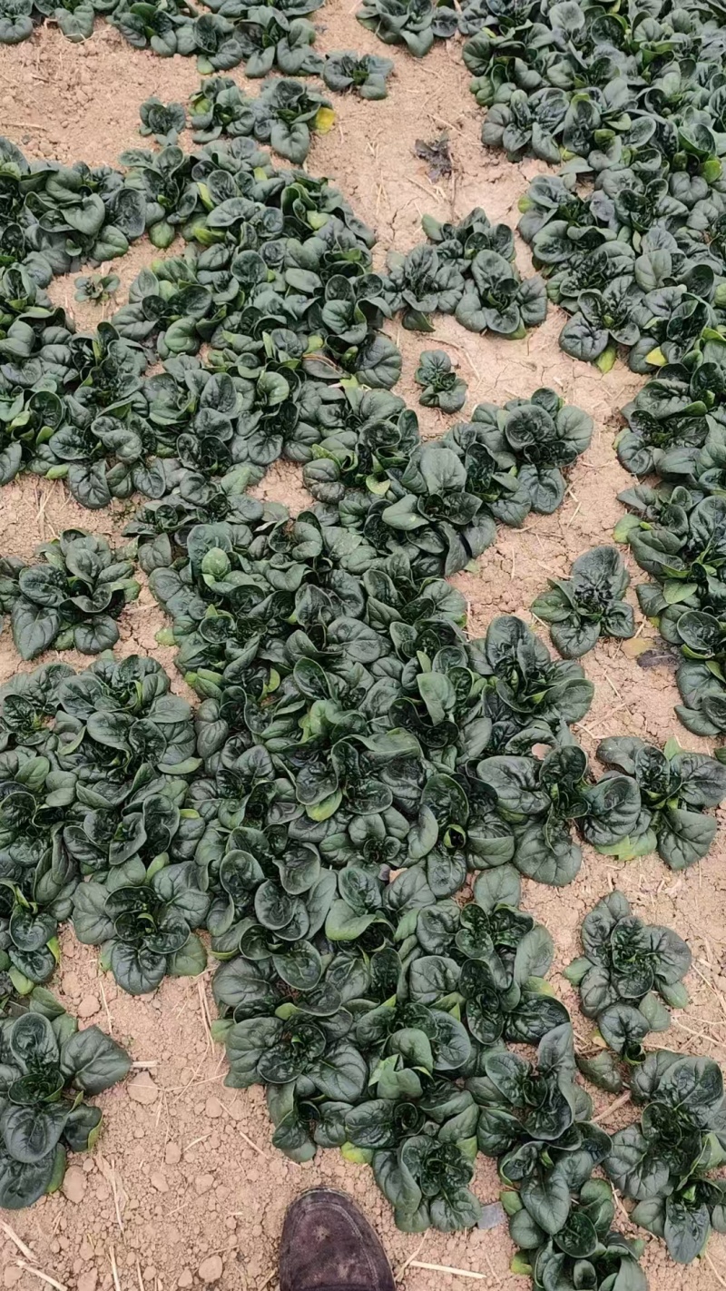 精品趴地菠菜，大量供应，产地直发，诚信经营，支持各种包装