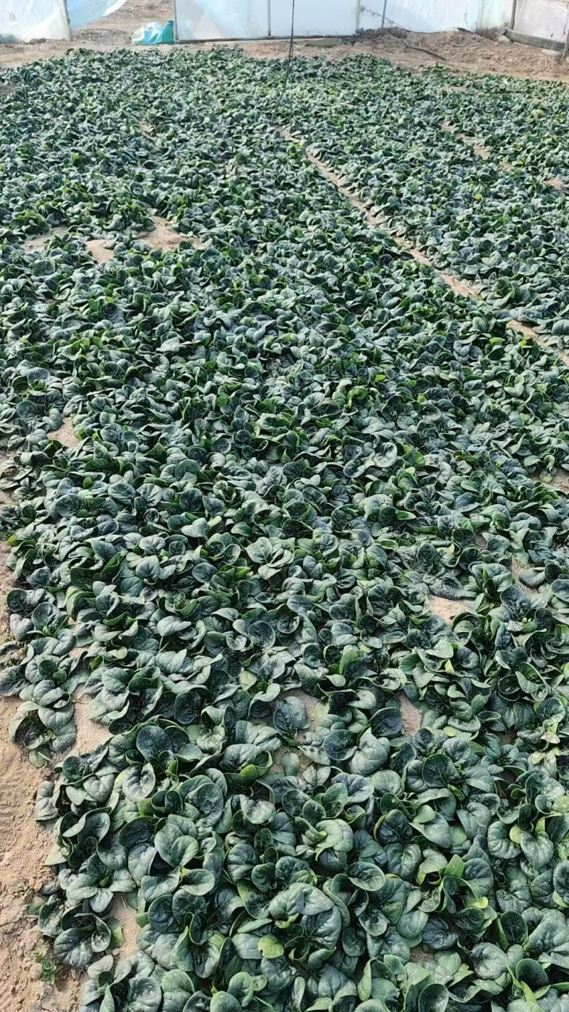 精品趴地菠菜，大量供应，产地直发，诚信经营，支持各种包装