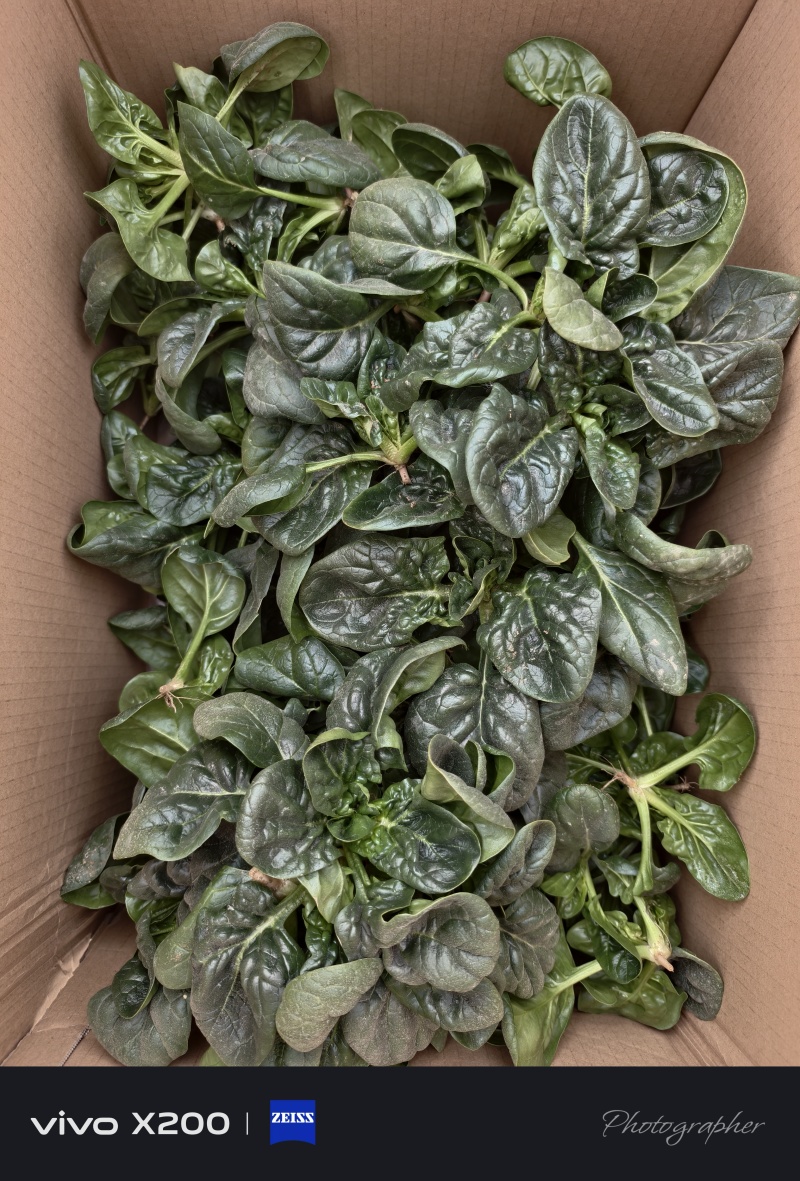 精品趴地菠菜，大量供应，产地直发，诚信经营，支持各种包装