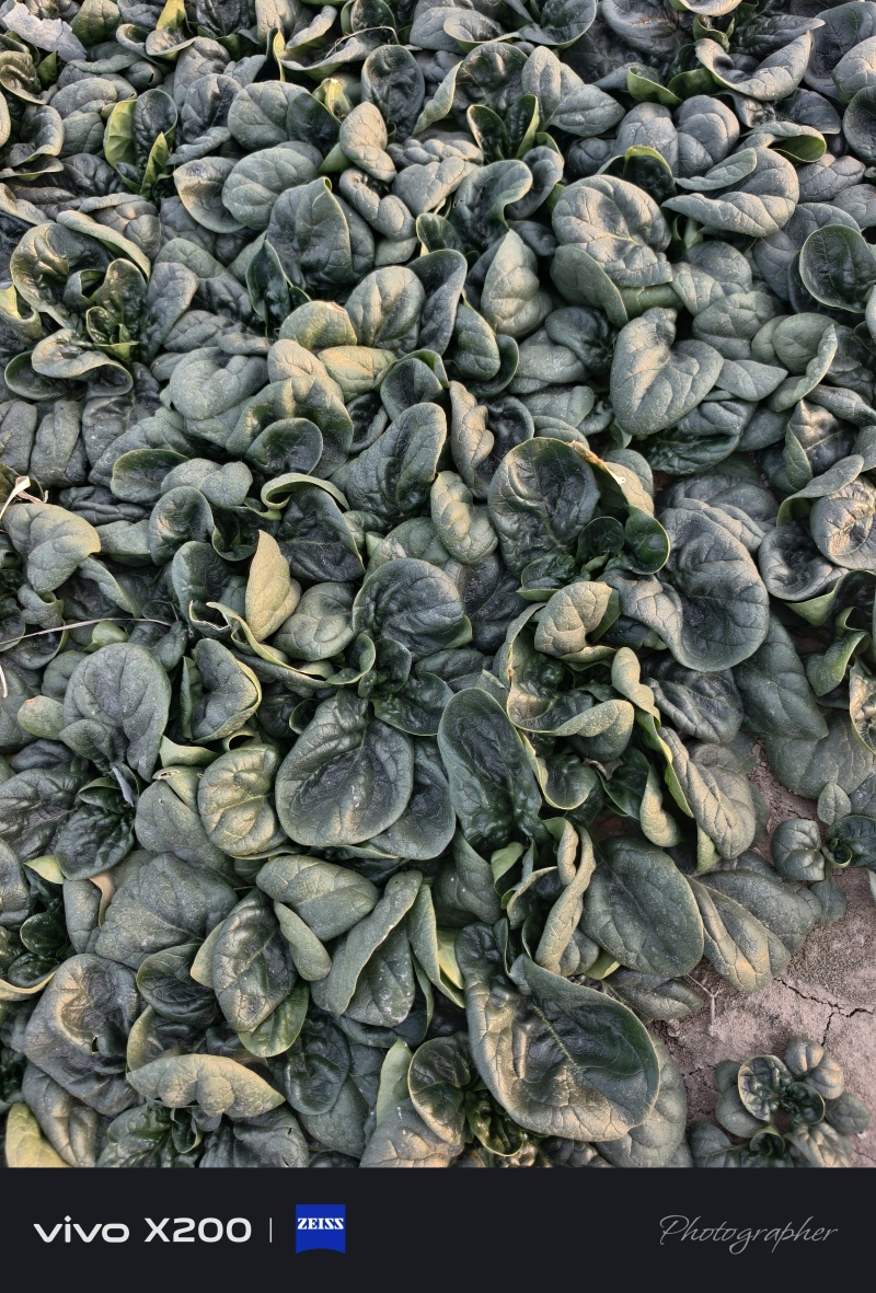 精品趴地菠菜，大量供应，产地直发，诚信经营，支持各种包装